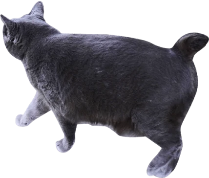 装飾:黒色の猫