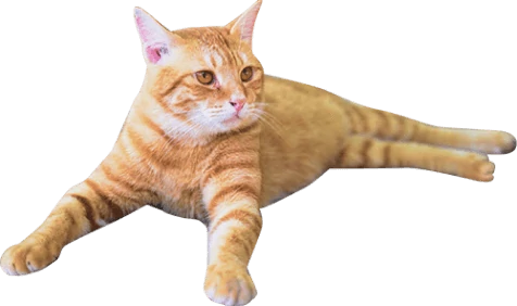 装飾:茶色の猫